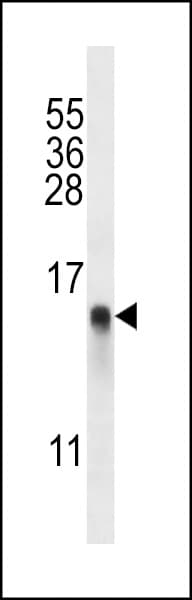 Polyclonal Rabbit anti-Human RPL34 / Ribosomal Protein L34 Antibody (aa37-66, IHC, WB)