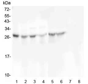 SCN4B Antibody