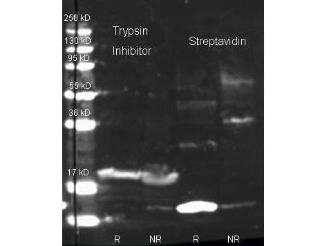 Streptavidin Antibody