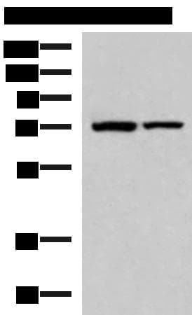 JPH1 Antibody