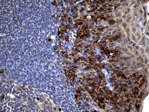 Monoclonal Mouse anti-Human PPP4R4 Antibody (clone OTI1G7, IHC)