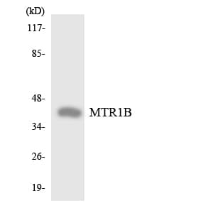Polyclonal Rabbit anti-Human MTNR1B / MT2 Antibody (aa39-88, WB)