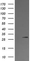 KLK8 / Kallikrein 8 Antibody (clone OTI16G2, Carrier-free)