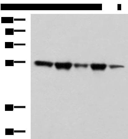 FKBP5 / FKBP51 Antibody