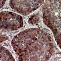 CRTAP Antibody