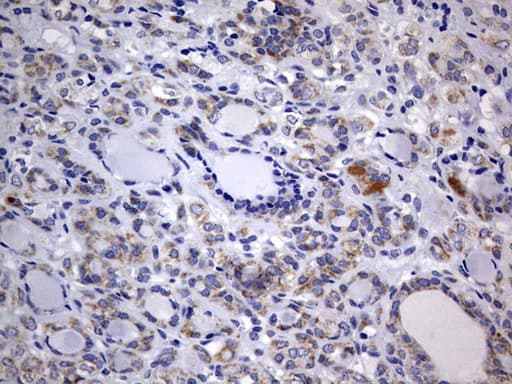 ISCU Antibody (clone OTI4F5)
