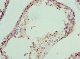 NPFF Antibody