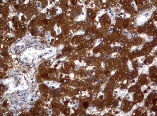 ALDH1L1 Antibody (clone UMAB44, Carrier-free)