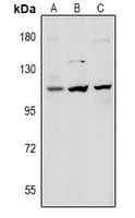 DSG1 / Desmoglein 1 Antibody