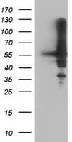 AKT1 Antibody (clone OTI4C11)