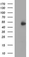 IFNGR2 Antibody (clone OTI1C2)