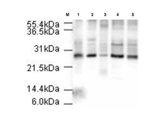 IHC-plus™ ANAPC10 / APC10 Antibody