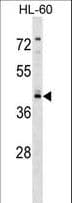 RGS11 Antibody (aa205-234)