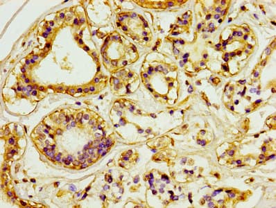 PECAM-1 / CD31 Antibody (clone 9E6E12)