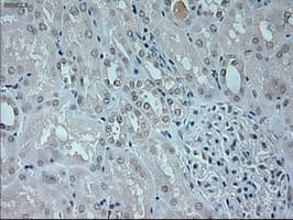 NEUROG1 / NGN1 / Neurogenin 1 Antibody (clone OTI9A8)