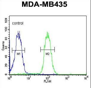 Polyclonal Rabbit anti-Human TMEM30B Antibody (aa42-71, IHC, WB)