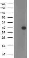 RTN4IP1 / NIMP Antibody (clone OTI2A9)