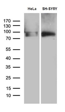 BEGAIN Antibody (aa374-517, clone OTI4C9)