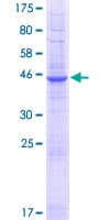 Human PQLC2 Protein (Recombinant GST)