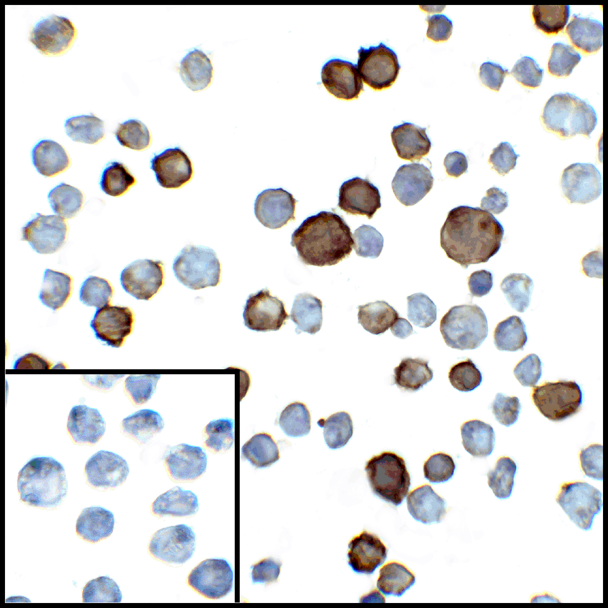 PathPlus™ PD-L2 / PDCD1LG2 / CD273 Antibody (clone 10H6)