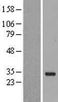 FAM167A Protein (Over-Expression Lysate Myc-DDK (Flag))