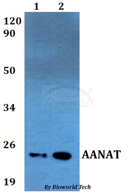 AANAT Antibody