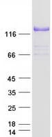 Human COL6A2 / Collagen VI Alpha 2 Protein (Recombinant Myc-DDK (Flag))