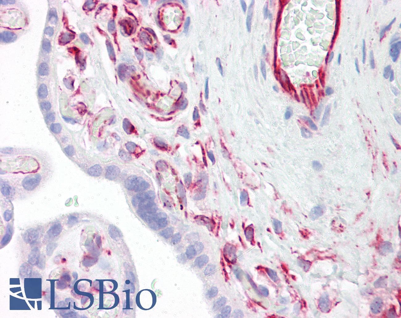 IHC-plus™ SIRPA / CD172a Antibody (aa451-500)