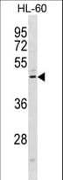 CHEMR23 / CMKLR1 Antibody (aa305-333)