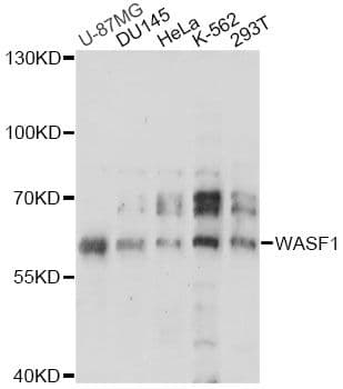 Polyclonal Rabbit anti-Human WASF1 / WAVE Antibody (WB)