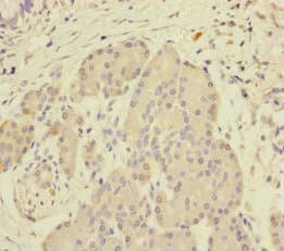 SCFD1 / SLY1 Antibody