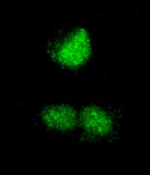 RCOR3 Antibody (aa445-495)