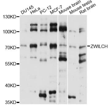 ZWILCH Antibody
