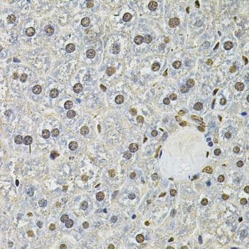 IFI16 Antibody