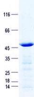 Human GPIHBP1 Protein (Recombinant GST, N-terminus + His, C-terminus)