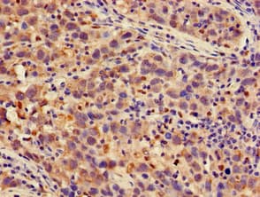 PSMA4 Antibody