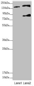 SFI1 Antibody