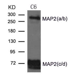 MAP2 Antibody