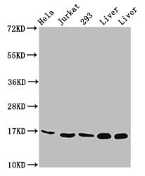 HIST1H3A Antibody
