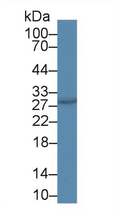 CRISP3 Antibody (aa21-243, PE)