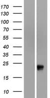 Human OR51G1 Protein (Over-Expression Lysate Myc-DDK (Flag))