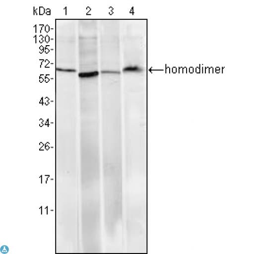 Monoclonal Mouse anti-Human RCHY1 / PIRH2 Antibody (IHC, IF, WB)