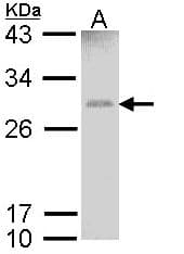 IHC-plus™ GSTM1 Antibody
