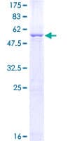 Human GTPCH1 / GCH1 Protein (Recombinant GST)