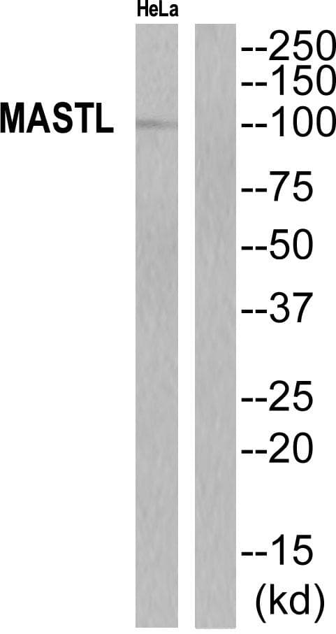 MASTL / GW Antibody