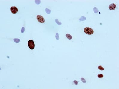 HIST1H3A Antibody