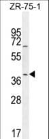 JUNB / JUN-B Antibody (aa249-276)