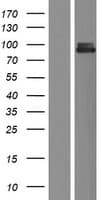 KIAA1811 / BRSK1 Protein (Over-Expression Lysate Myc-DDK (Flag))