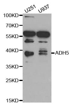 ADH5 Antibody