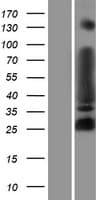 MYT1L Protein (Over-Expression Lysate Myc-DDK (Flag))